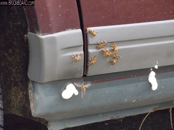Volvo 200 -- Bees invade 240